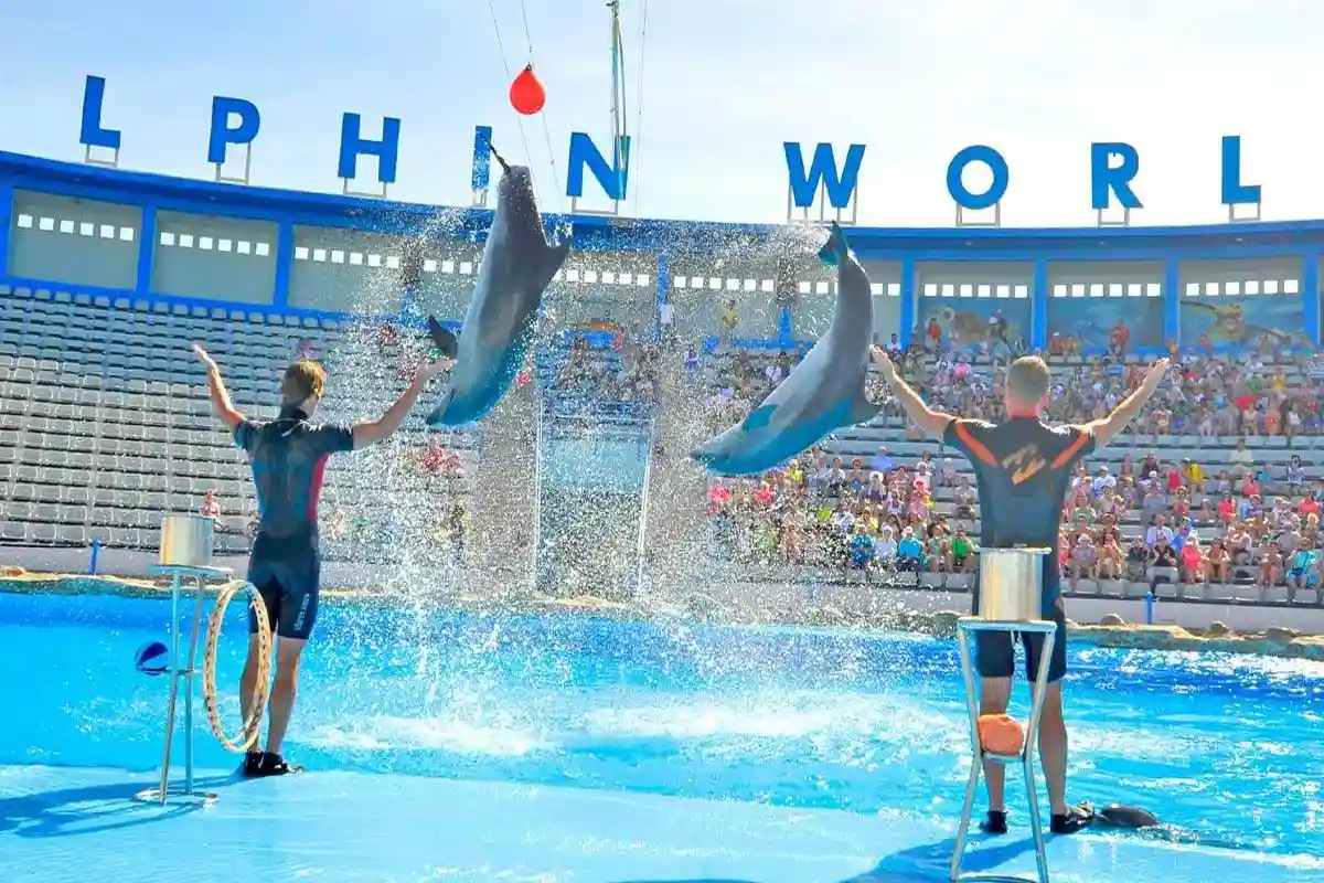 Pokaz delfinów Hurghada – Dolphin World Makadi