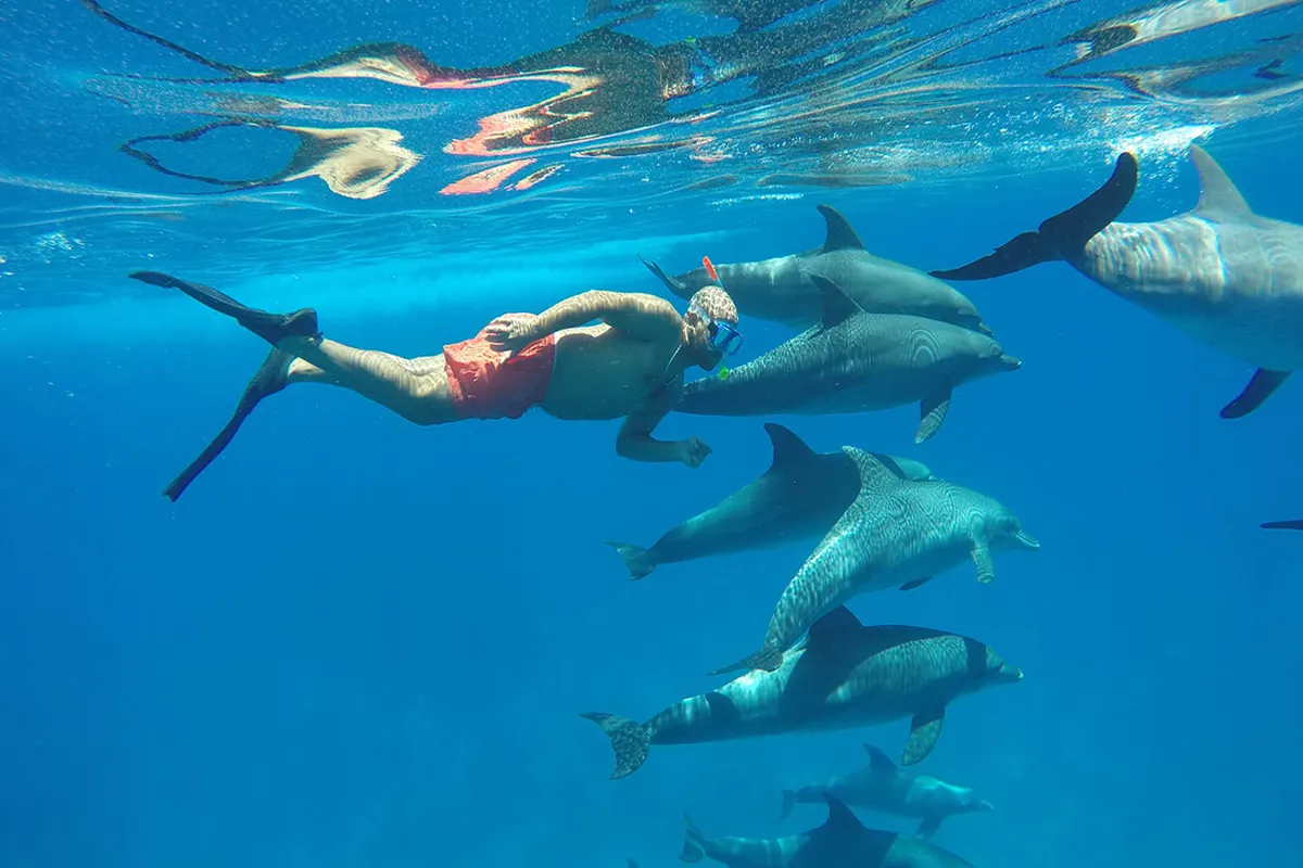 Dom Delfinów Hurghada – snorkeling z dzikimi delfinami na Morzu Czerwonym
