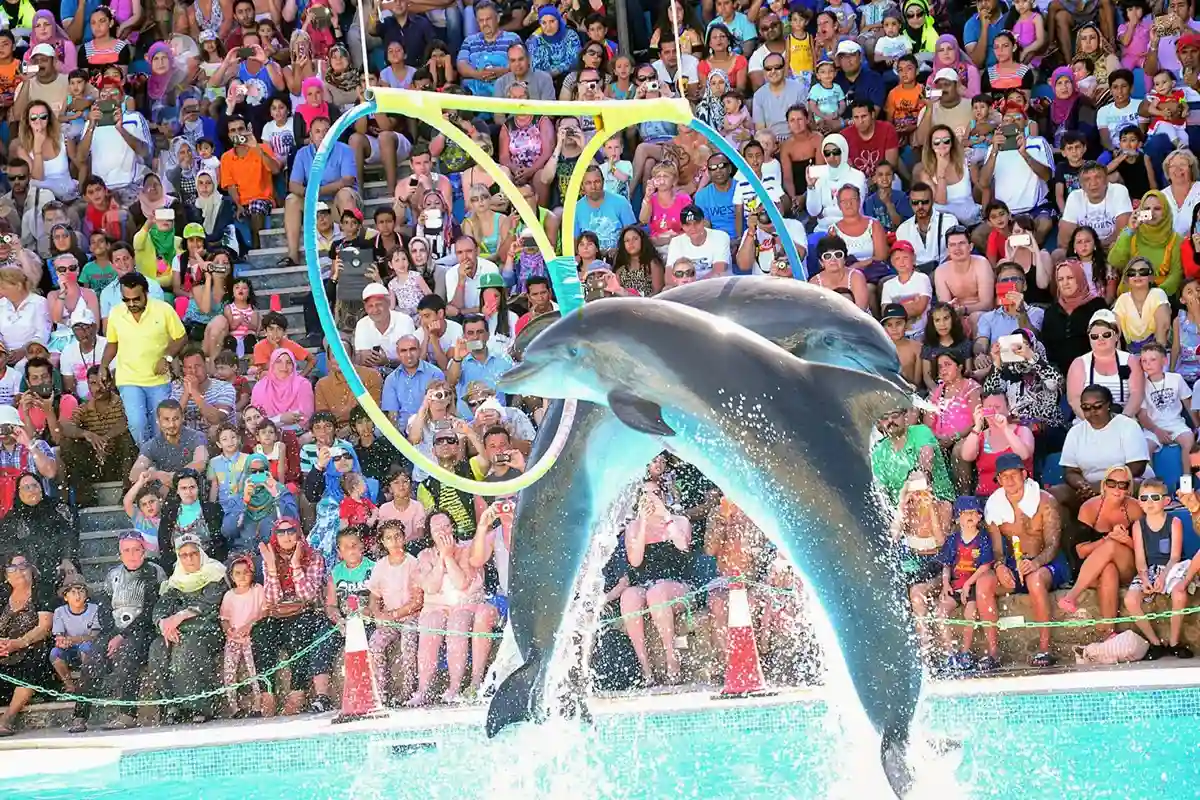 Pokaz delfinów Hurghada – występ i pływanie z delfinami w Makadi Bay